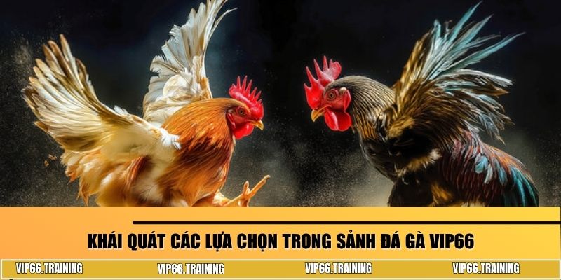 Khái quát các lựa chọn trong sảnh đá gà VIP66